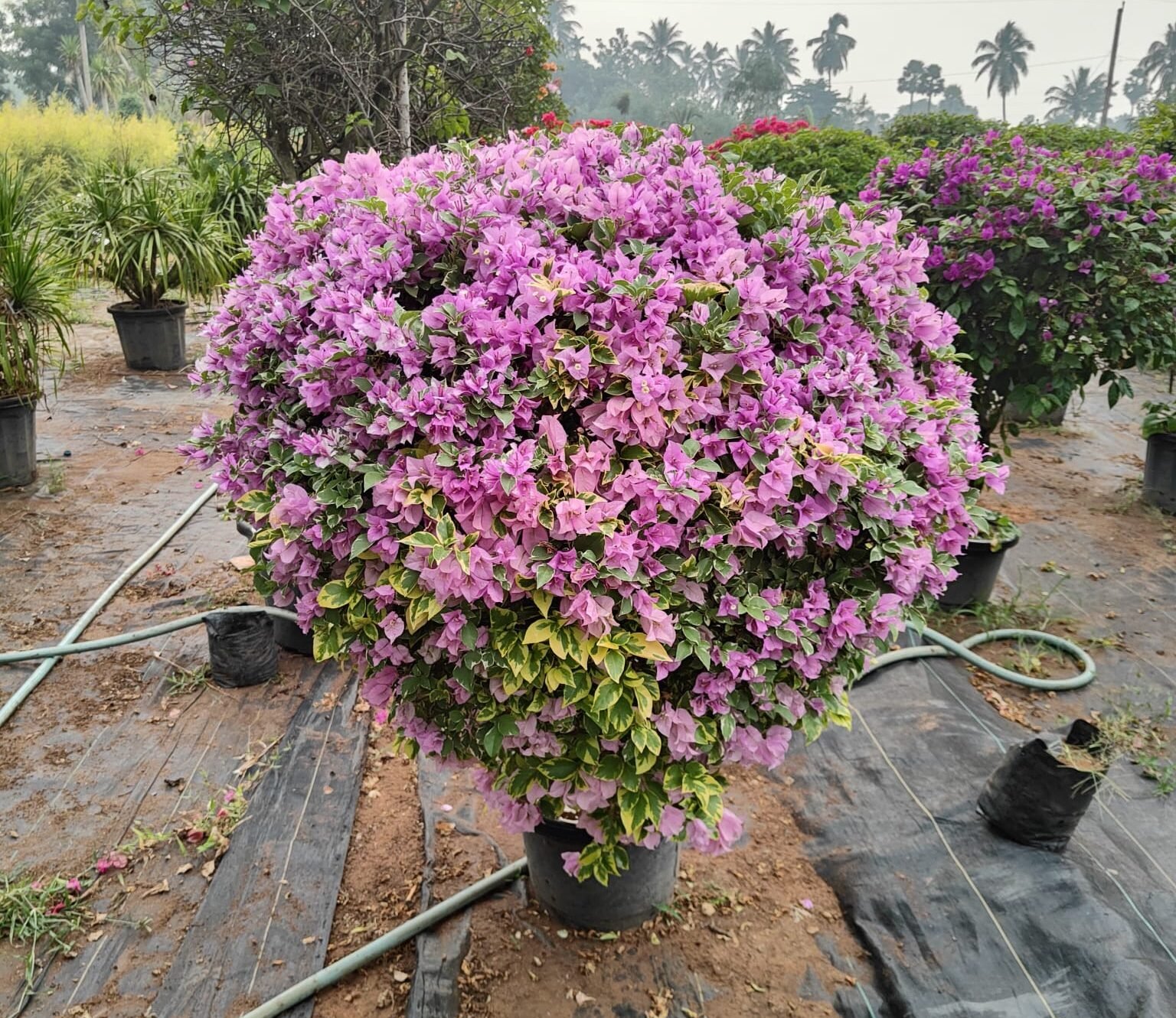 indoor plant with pink flowers