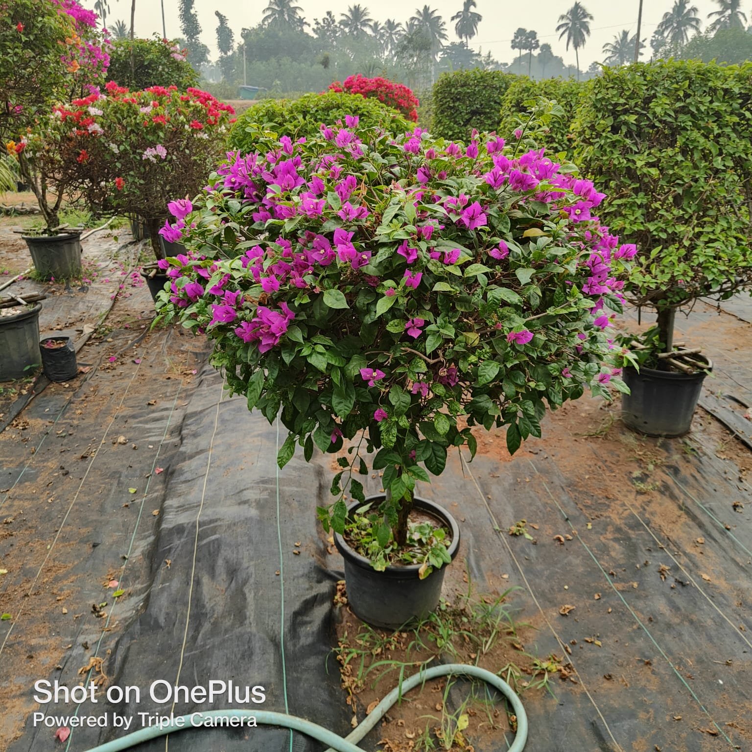 pink colur flower plants