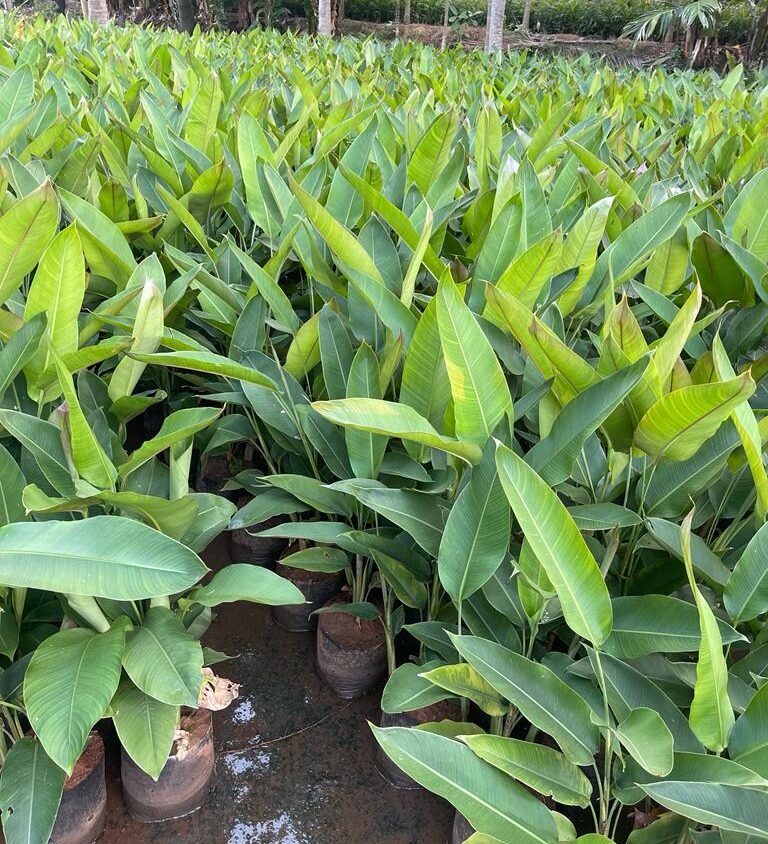 mango plants